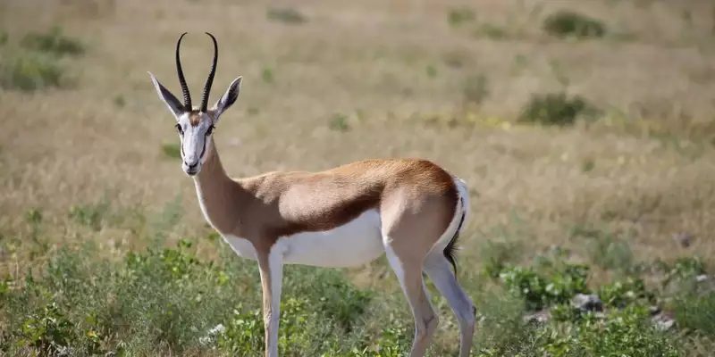 Namibias Naturwunder: Farbenpracht und grenzenlose Weite - Bild 27