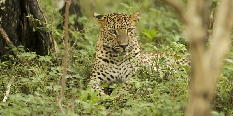 Magisches Sri Lanka - Eine Reise durch Geschichte, Natur und Kultur - Bild 9