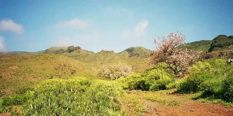 Die Highlights Gran Canarias erwandern - Bild 5