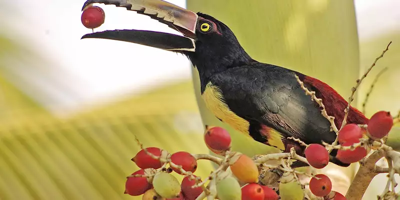 Costa Ricas Highlights entdecken - Bild 14