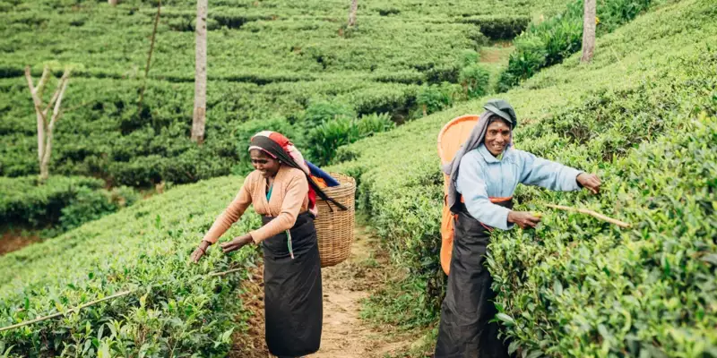 Sri Lankas Highlights erwandern - Bild 7