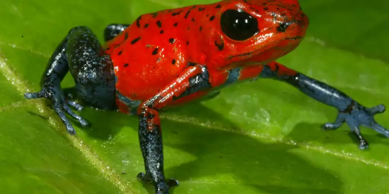 Costa Rica naturnah erwandern - Bild 3