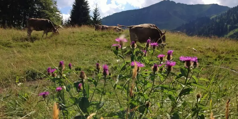 Allgäu Durchquerung - Bild 9