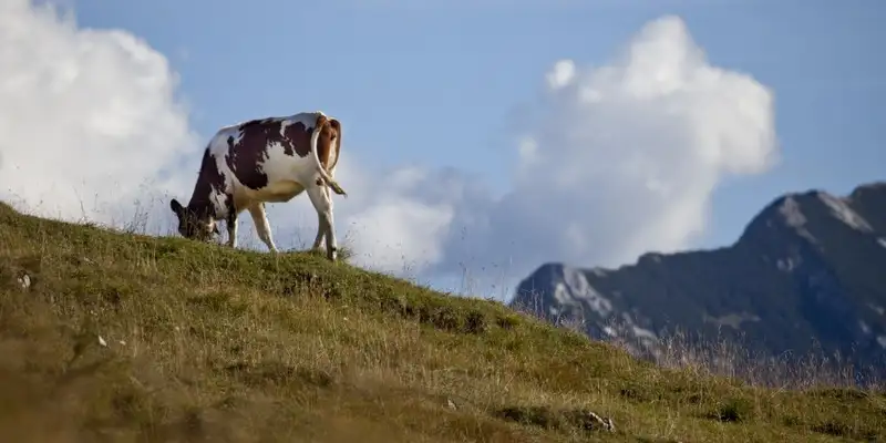 Individuelle Alpenüberquerung vom Tegernsee nach Sterzing  - Bild 10