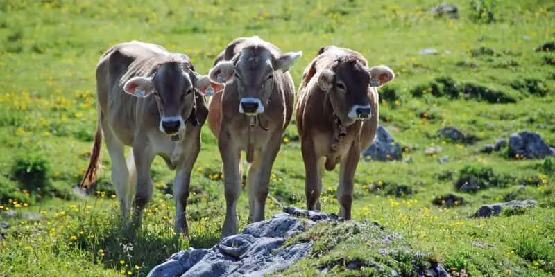 Individuelle Alpenüberquerung vom Tegernsee nach Sterzing  - Bild 1