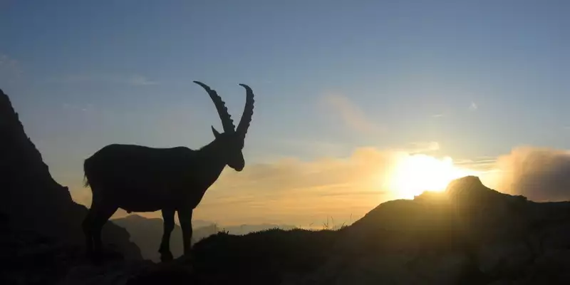 Steinbock-Wanderwoche im Allgäu - Bild 1