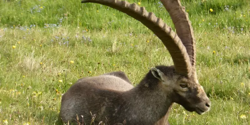 Steinbock-Wanderwoche im Allgäu - Bild 5