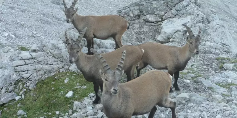 Steinbock-Wanderwoche im Allgäu - Bild 11