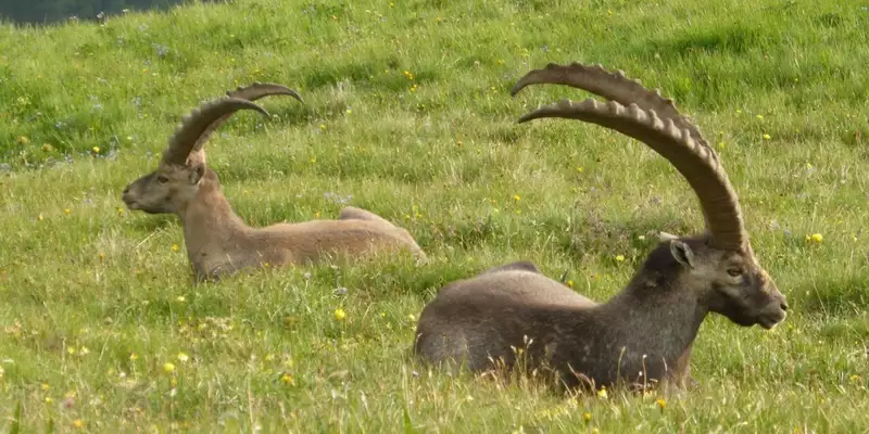 Steinbock-Wanderwoche im Allgäu - Bild 15