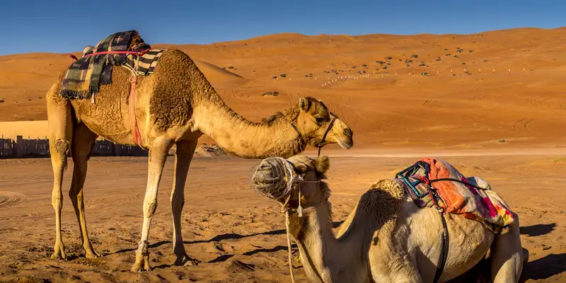 Oman entdecken – Ein verborgenes Juwel der Arabischen Halbinsel - Bild 19