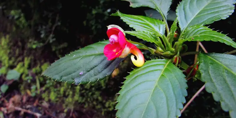 Kilimanjaro: Marangu-Route - Bild 12