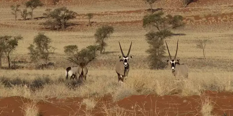 Namibia - die Wunderwelt der Wüsten - Bild 14