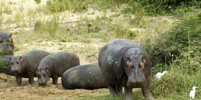 Südafrika - Drakensberge & Safari im Nordosten - Bild 7