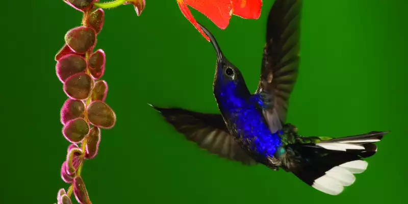 Costa Rica naturnah erwandern - Bild 8