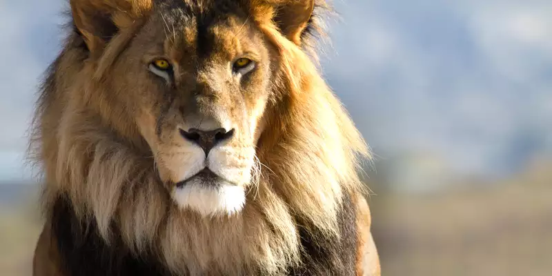 Südafrika - die Highlights der Kapregion entdecken - Bild 1