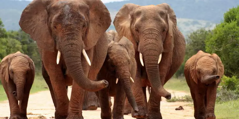 Südafrika - Wanderreise entlang der Garden Route - Bild 3