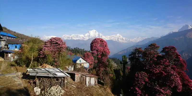 Nepal – Annapurna Panorama Lodge-Trek - Bild 7