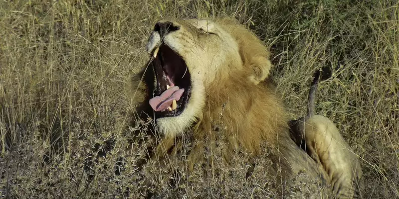 Südafrika - Afrikas Wildnis im Nordosten hautnah erleben - Bild 12