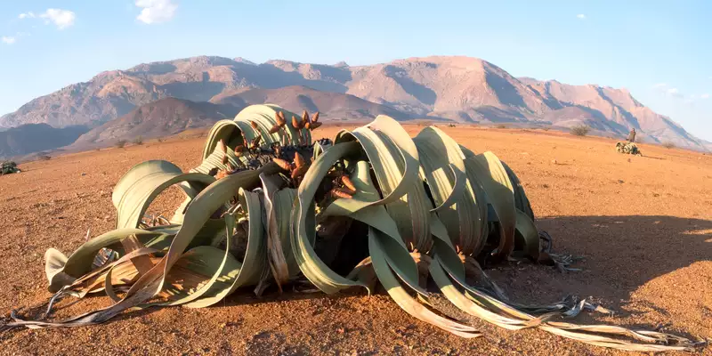 Namibia komfortabel erwandern - Bild 16