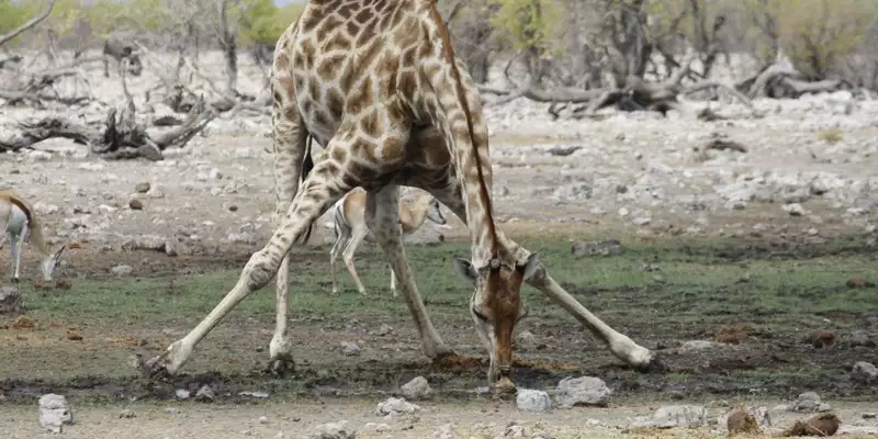 Namibias Naturwunder: Farbenpracht und grenzenlose Weite - Bild 5