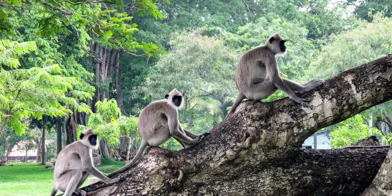 Magisches Sri Lanka - Eine Reise durch Geschichte, Natur und Kultur - Bild 1