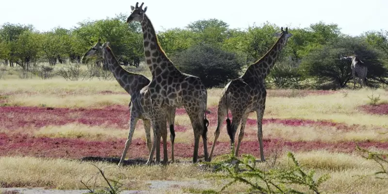 Namibias Naturwunder: Farbenpracht und grenzenlose Weite - Bild 11