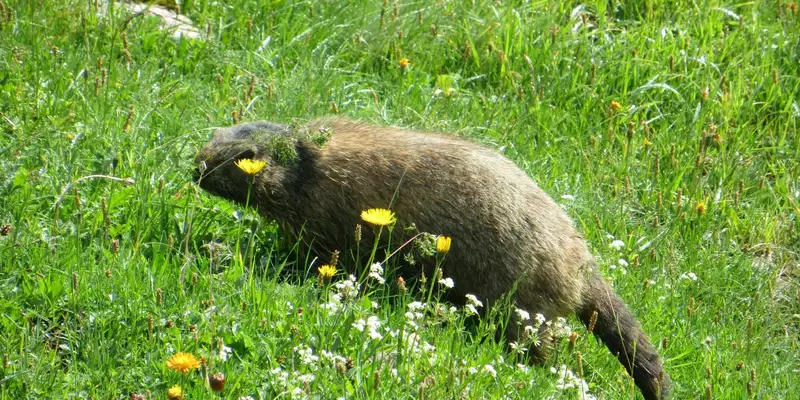 Allgäu Durchquerung - Bild 33
