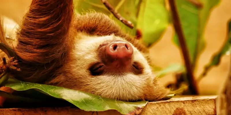 Costa Rica - Entdeckungsreise zu unberührten Nationalparks und lebendiger Kultur - Bild 21