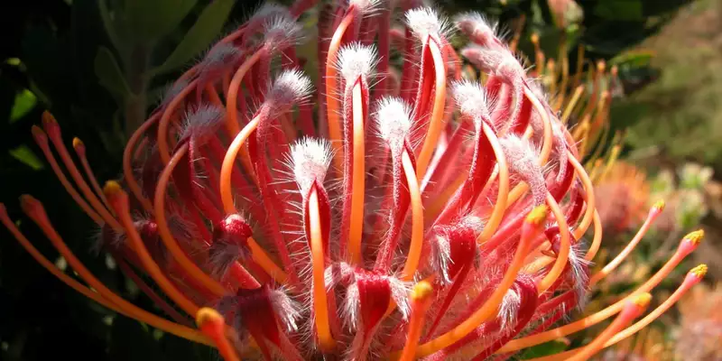 Südafrika komfortabel erwandern - Bild 5