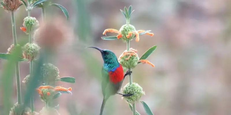 Südafrika, Namibia, Botswana, Simbabwe - Entdeckungsreise durch das südliche Afrika - Bild 1