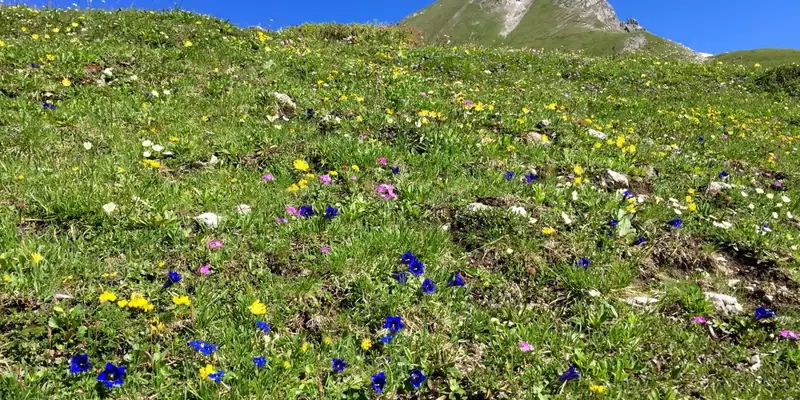 Steinbock-Wanderwoche im Allgäu - Bild 26