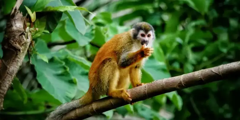 Höhepunkte Costa Ricas in 11 Tagen erleben - Bild 2