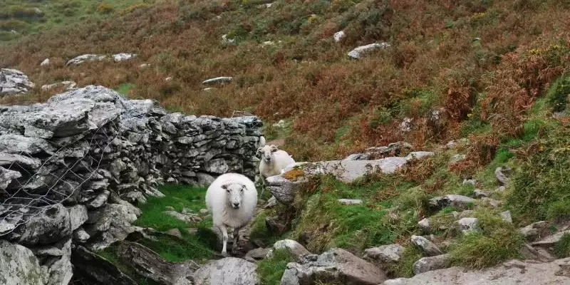 Individuelle Trekkingreise Irland - Kerry Way - Bild 5