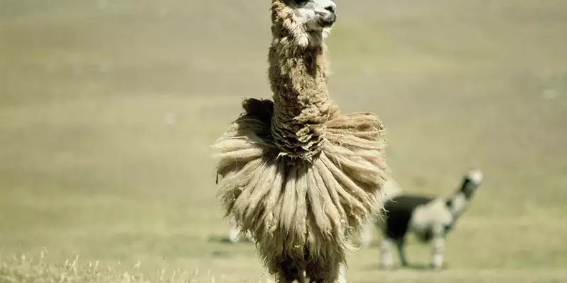 Durchquerung Perus von West nach Ost – von den Anden bis zum Amazonas - Bild 3