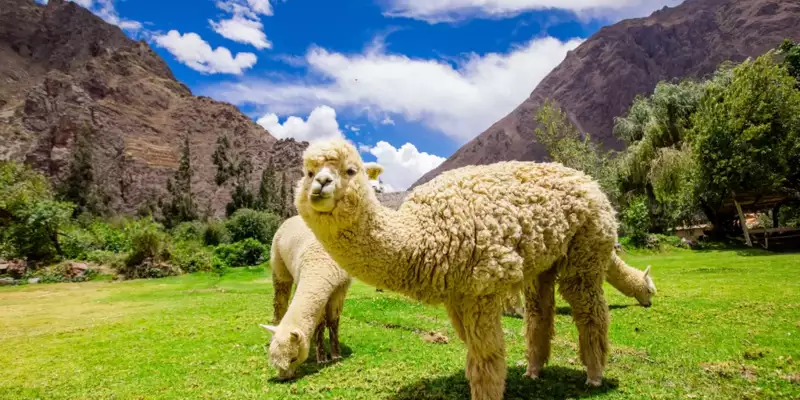 Perus Highlights erwandern - Bild 7