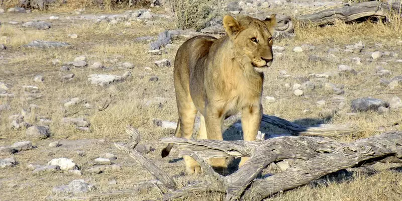 Namibias Naturwunder: Farbenpracht und grenzenlose Weite - Bild 17