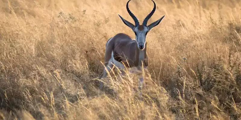 Namibia - die Wunderwelt der Wüsten - Bild 22