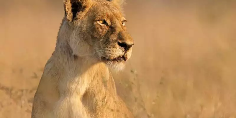 Südafrika - Drakensberge & Safari im Nordosten - Bild 3