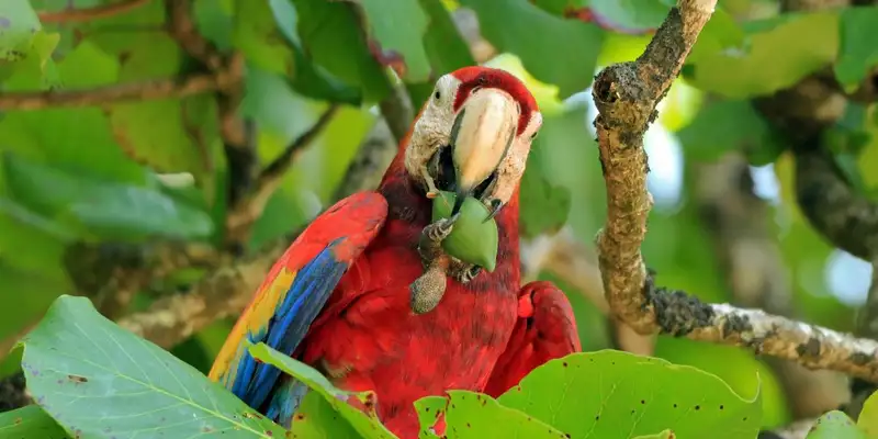 Costa Rica - Entdeckungsreise zu unberührten Nationalparks und lebendiger Kultur - Bild 3