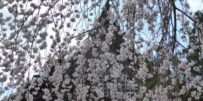 Japan: Kirschblüte oder Herbstlaub zaubern Farbenwunder - Bild 12