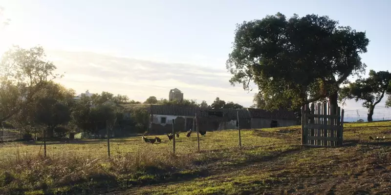 Entlang der Atlantikküste Portugals: Wilde Schönheit und bunte Hafenstädtchen - Bild 10