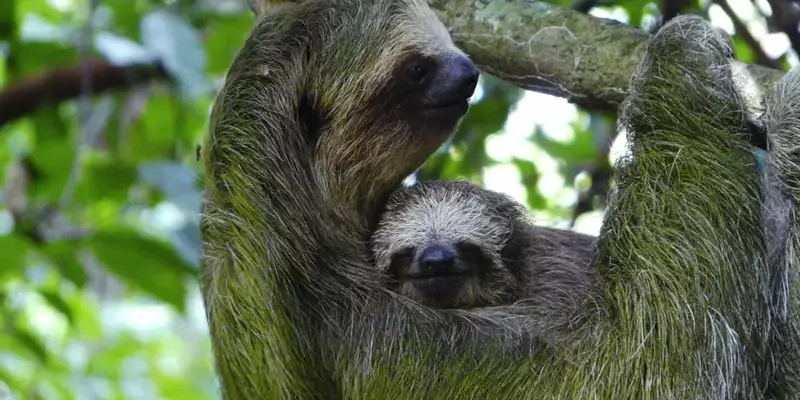 Costa Rica - Entdeckungsreise zu unberührten Nationalparks und lebendiger Kultur - Bild 15