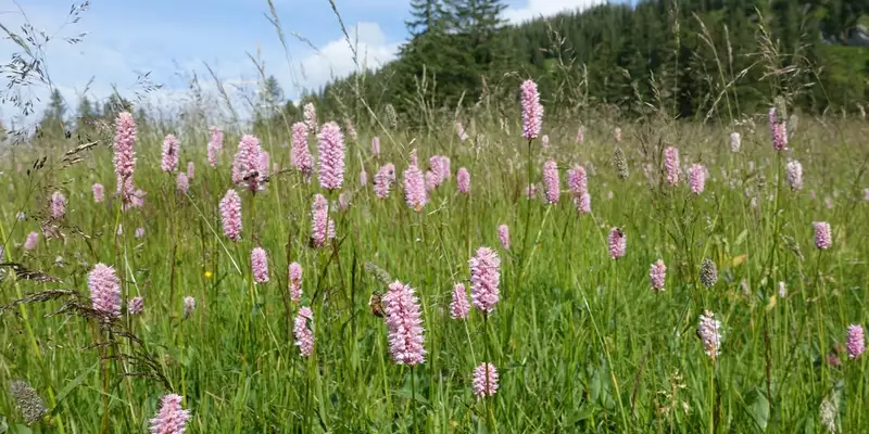 Allgäuer Hörnertour  - Bild 10