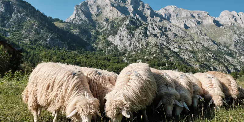 Albanien - Das Land der Kontraste erwandern - Bild 8