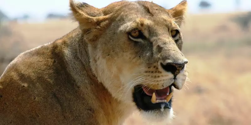 Südafrikas Highlights entdecken - Bild 9