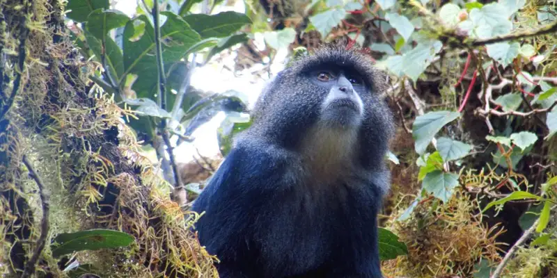Kilimanjaro: Marangu-Route - Bild 10