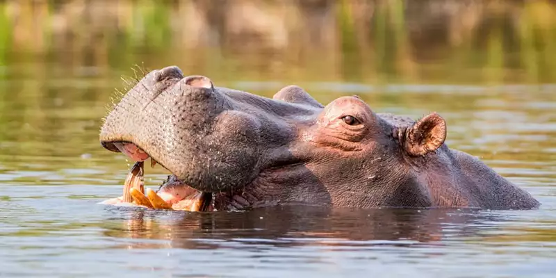 Namibia & Botswana - Tiervielfalt zwischen Wüstenbergen und Flussoasen - Bild 8