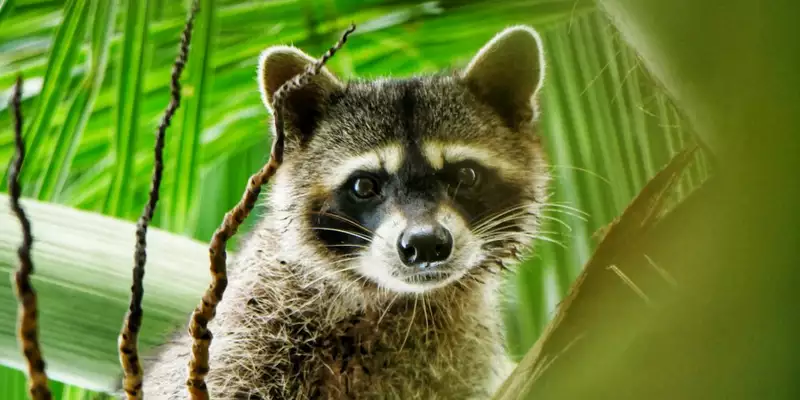 Costa Rica - Entdeckungsreise zu unberührten Nationalparks und lebendiger Kultur - Bild 22