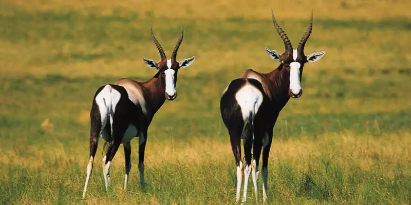 Südafrika - die Highlights der Kapregion entdecken - Bild 2