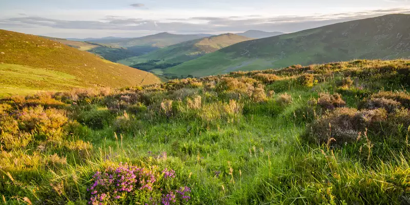 Irland - die Wicklows gemütlich erwandern - Bild 15